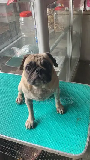 Adult Male Pug For Stud / Crossing / Mating At Precieux-pets
