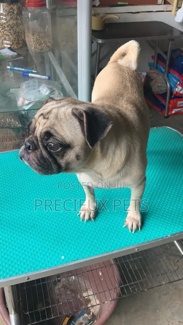Adult Male Pug For Stud / Crossing / Mating At Precieux-pets