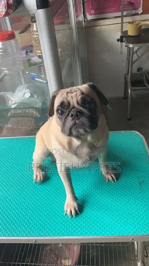 Adult Male Pug For Stud / Crossing / Mating At Precieux-pets