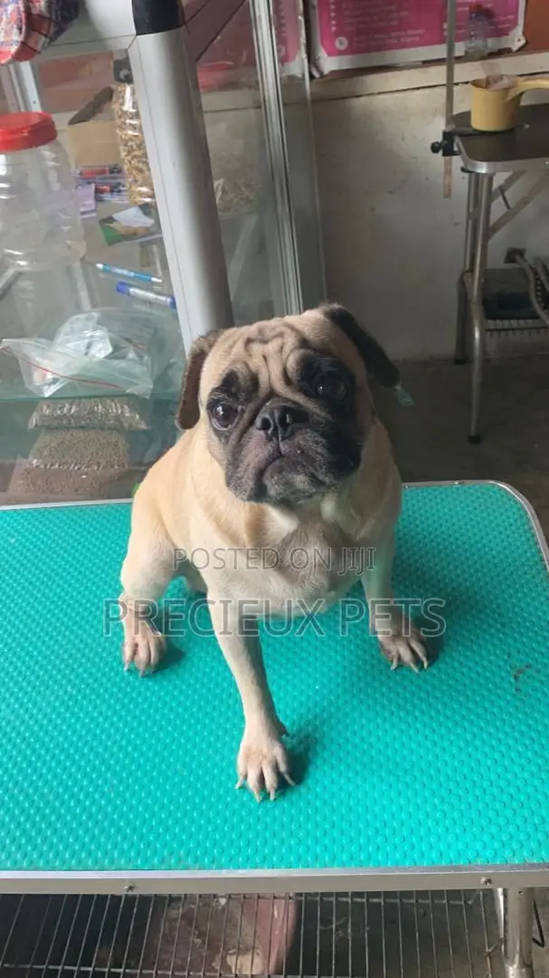 Adult Male Pug For Stud / Crossing / Mating At Precieux-pets