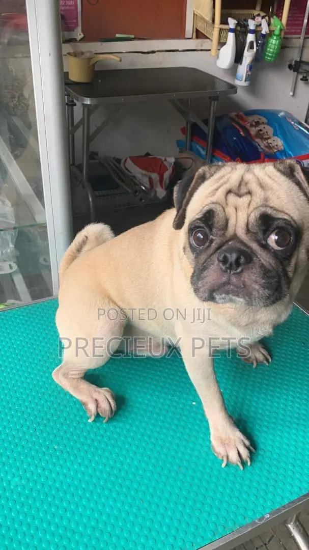 Adult Male Pug For Stud / Crossing / Mating At Precieux-pets