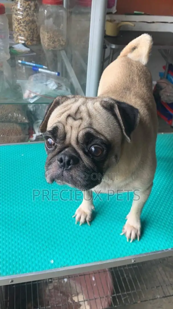 Adult Male Pug For Stud / Crossing / Mating At Precieux-pets