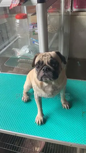 Adult Male Pug For Stud / Crossing / Mating At Precieux-pets