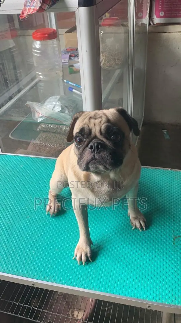 Adult Male Pug For Stud / Crossing / Mating At Precieux-pets