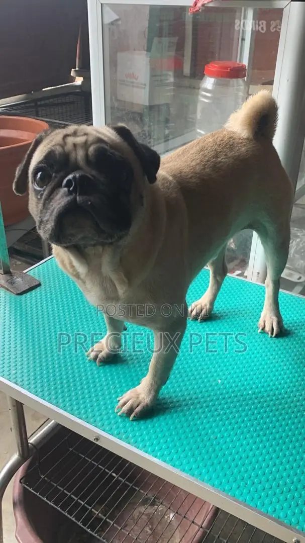 Adult Male Pug For Stud / Crossing / Mating At Precieux-pets