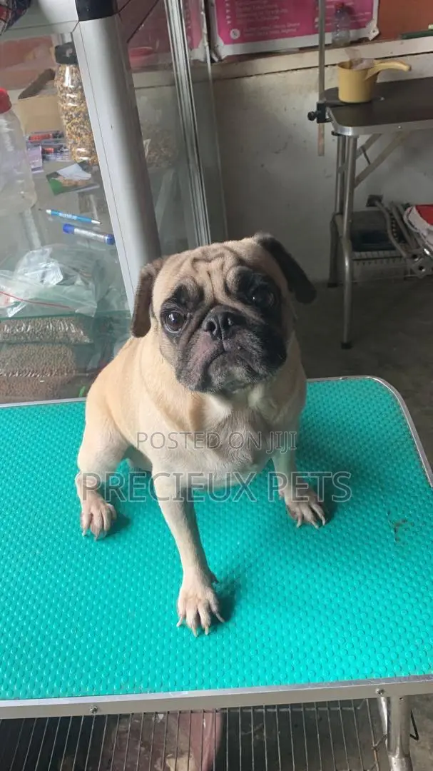Adult Male Pug For Stud / Crossing / Mating At Precieux-pets