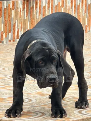 Black Boerboel for Crossing
