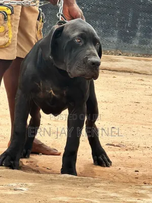 Black Boerboel for Crossing