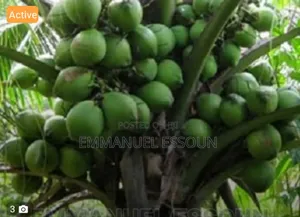 Unmerited Giftag Coconut Seedlings