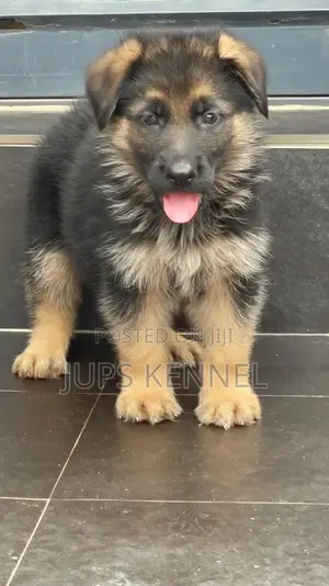 1-3 months Male Purebred German Shepherd