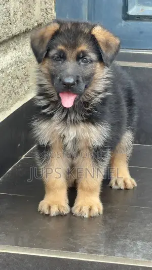 1-3 months Male Purebred German Shepherd