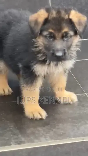 1-3 months Male Purebred German Shepherd
