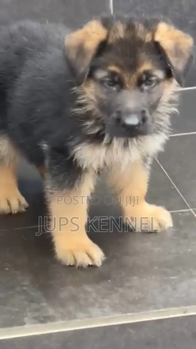 1-3 months Male Purebred German Shepherd