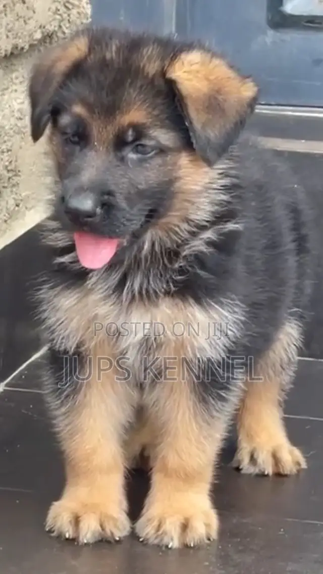 1-3 months Male Purebred German Shepherd