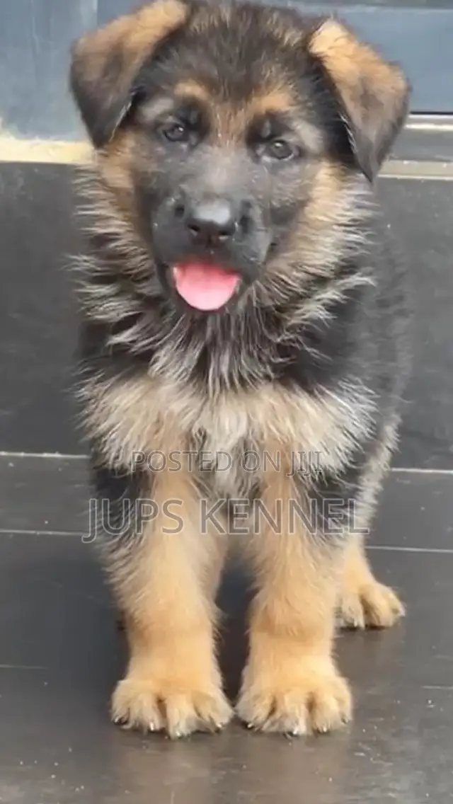 1-3 months Male Purebred German Shepherd