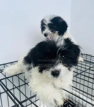 1-3 months Female Purebred Maltese