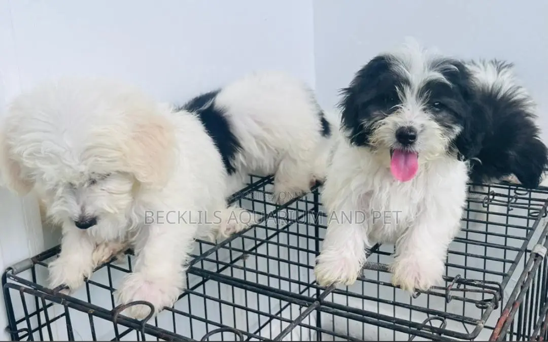 1-3 months Female Purebred Maltese
