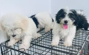 1-3 months Female Purebred Maltese