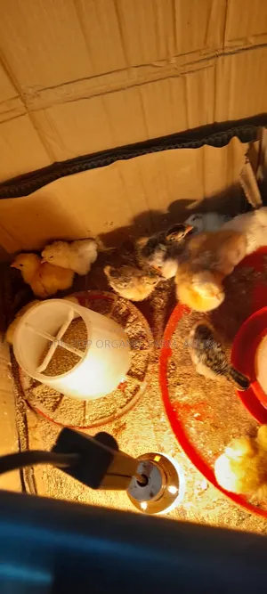Day Old Chicks Layers, Broilers,Krouiler and Sasso