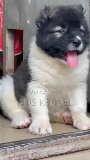 1-3 months Female Purebred Caucasian Shepherd