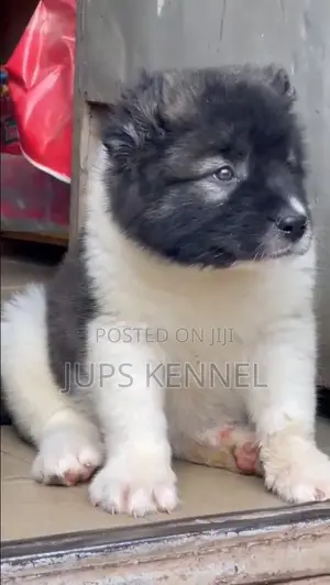 1-3 months Female Purebred Caucasian Shepherd