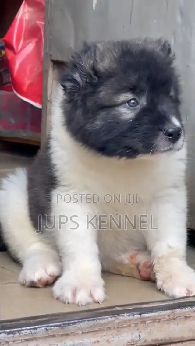 1-3 months Female Purebred Caucasian Shepherd