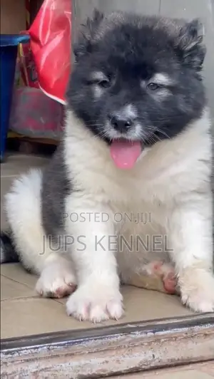 1-3 months Female Purebred Caucasian Shepherd