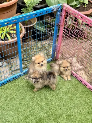 1-3 months Male Purebred Pomeranian