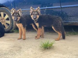 3-6 months Male Purebred German Shepherd