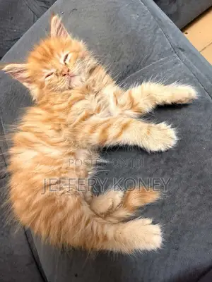 1-3 months Male Purebred Maine Coon
