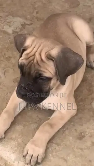 1-3 months Female Purebred Boerboel