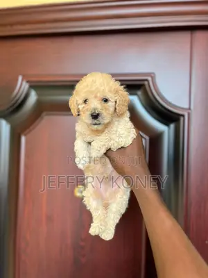 1-3 months Male Purebred Poodle