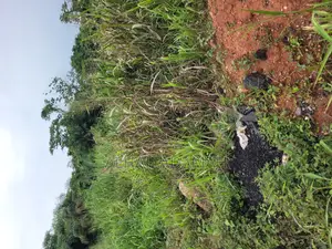 Land for Sale at Santa'si Darko New Site
