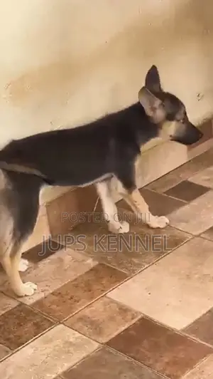 1-3 months Male Purebred German Shepherd