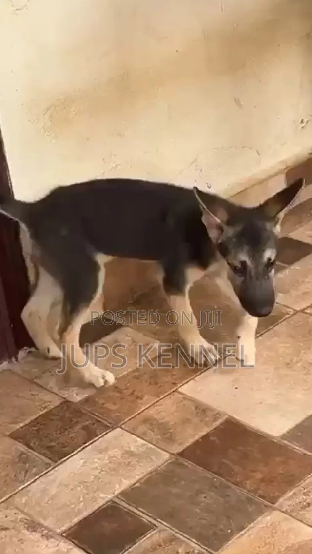 1-3 months Male Purebred German Shepherd
