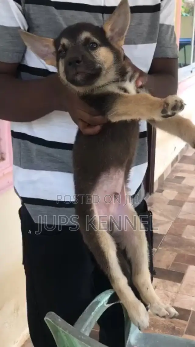 1-3 months Male Purebred German Shepherd