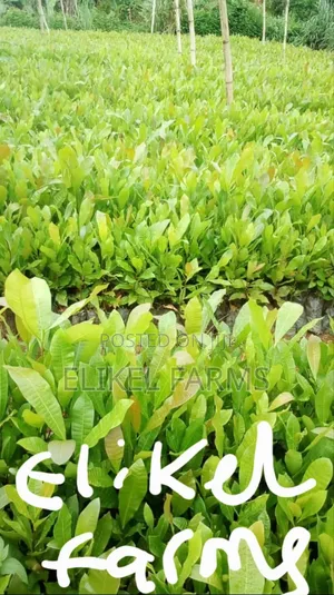 High Quality Hybrid Cashew Seedlings for Ur Farms.