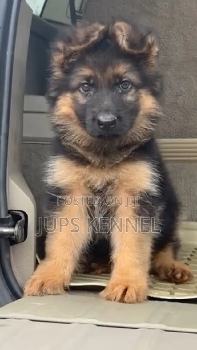 1-3 months Female Purebred German Shepherd