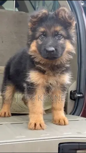 1-3 months Female Purebred German Shepherd