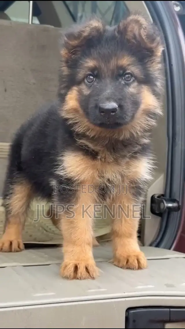 1-3 months Female Purebred German Shepherd