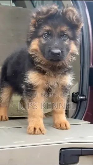 1-3 months Female Purebred German Shepherd