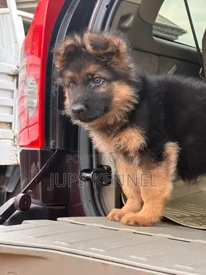 1-3 months Female Purebred German Shepherd