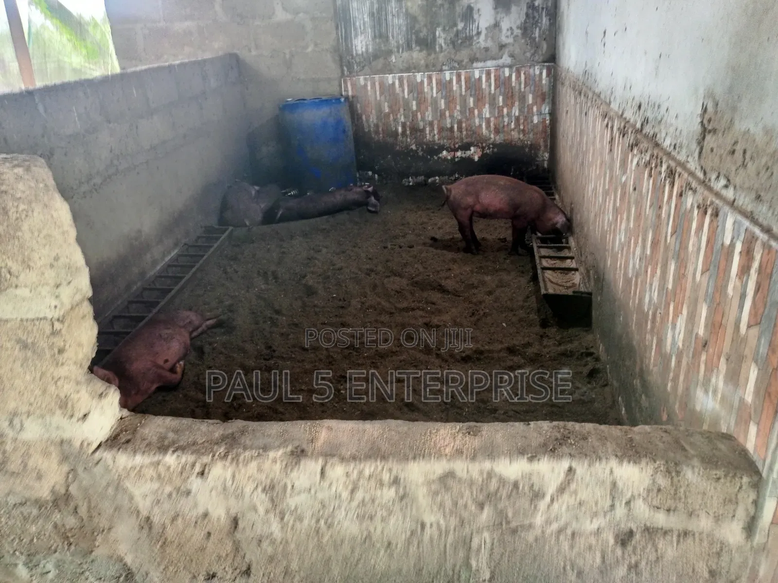Poultry or Pig Farm for Sale at Kasoa Ofaakor Gada