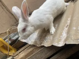Rabbit Loin Head