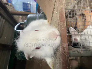 Rabbit Loin Head