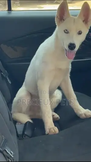 1+ year Male Purebred Siberian Husky