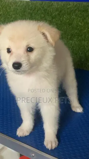 1-3 months Male Purebred American Eskimo