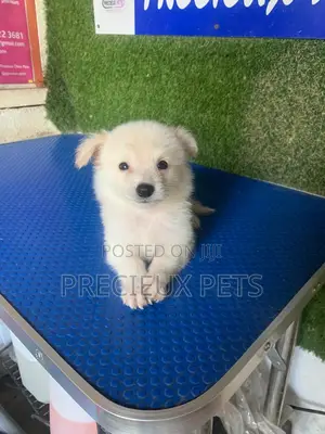 1-3 months Female Purebred American Eskimo