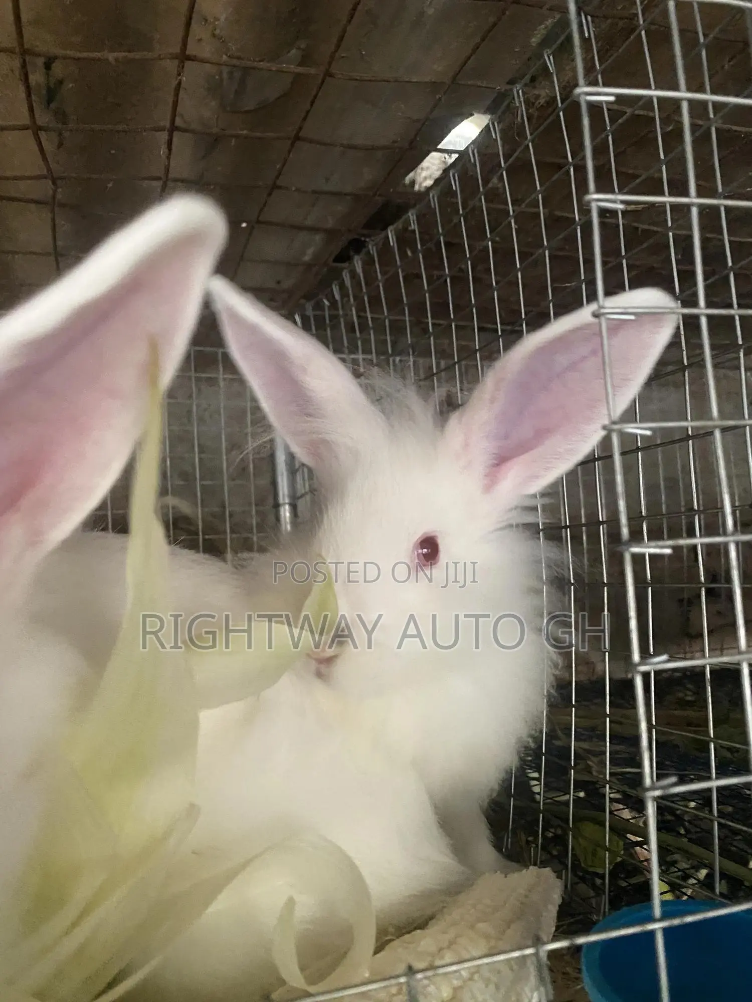 Rabbit Lion Head