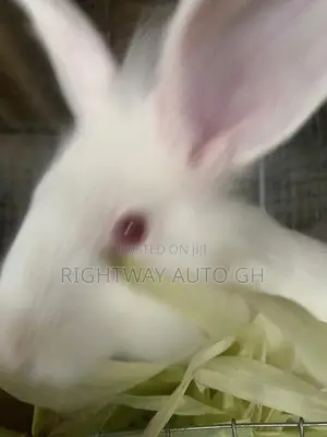Rabbit Lion Head